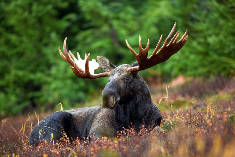 Moose Facts